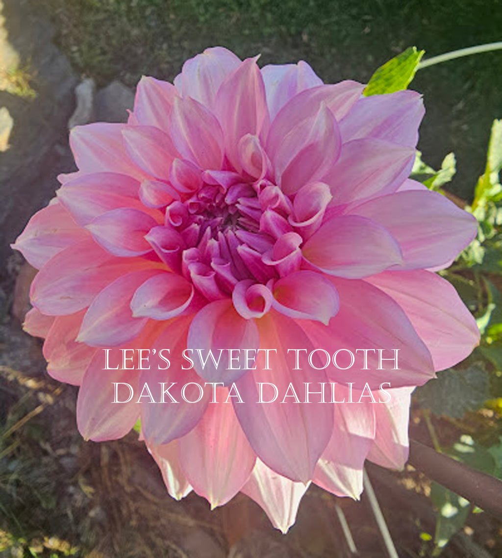 Lee's Sweet Tooth~Growing for tuber sales for 2027~