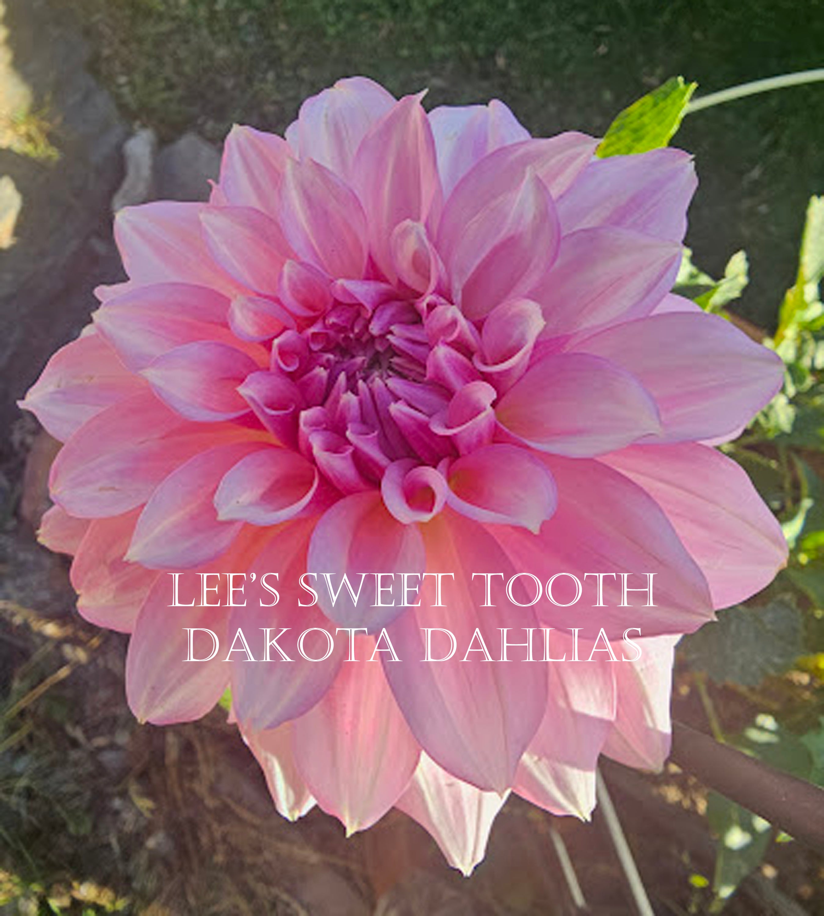 Lee's Sweet Tooth~Growing for tuber sales for 2027~