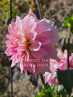 Lee's Sweet Tooth~Growing for tuber sales for 2027~