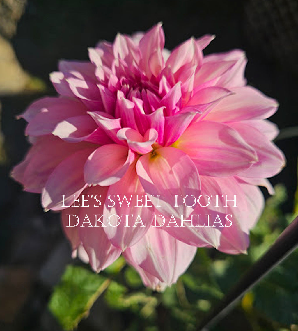 Lee's Sweet Tooth~Growing for tuber sales for 2027~