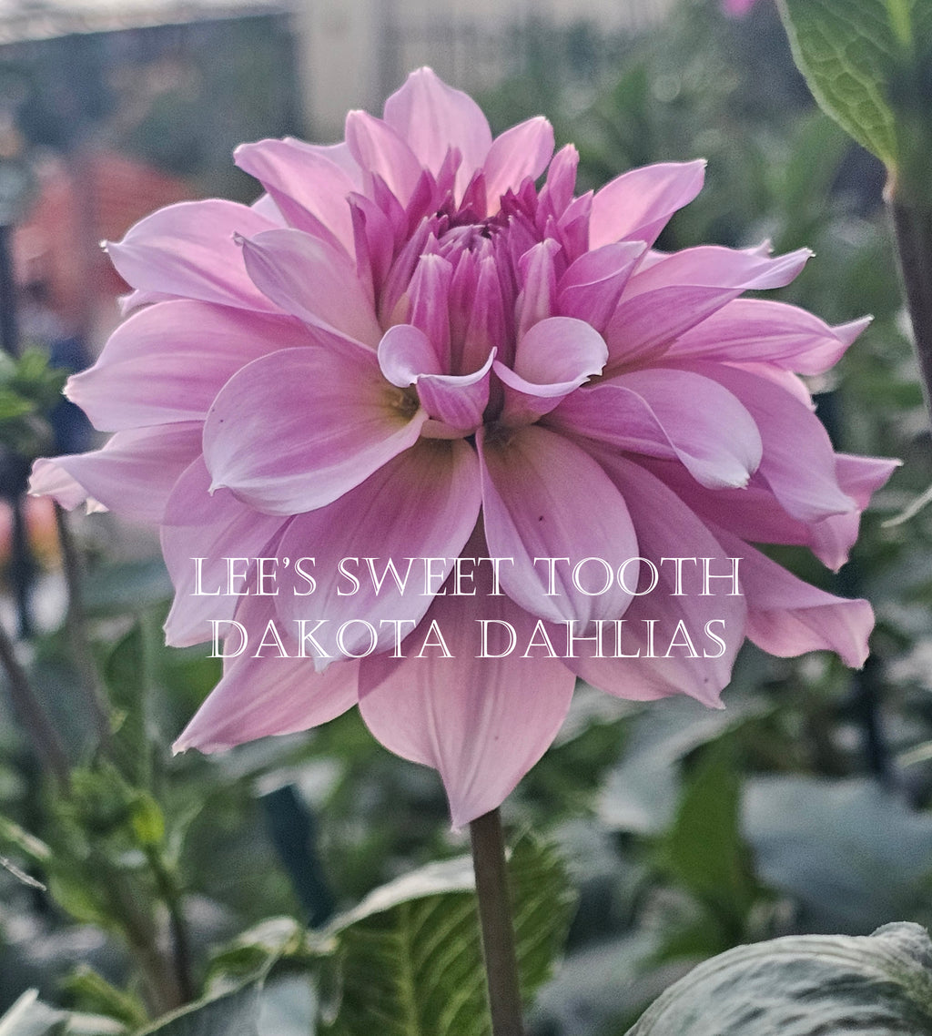 Lee's Sweet Tooth~Growing for tuber sales for 2027~