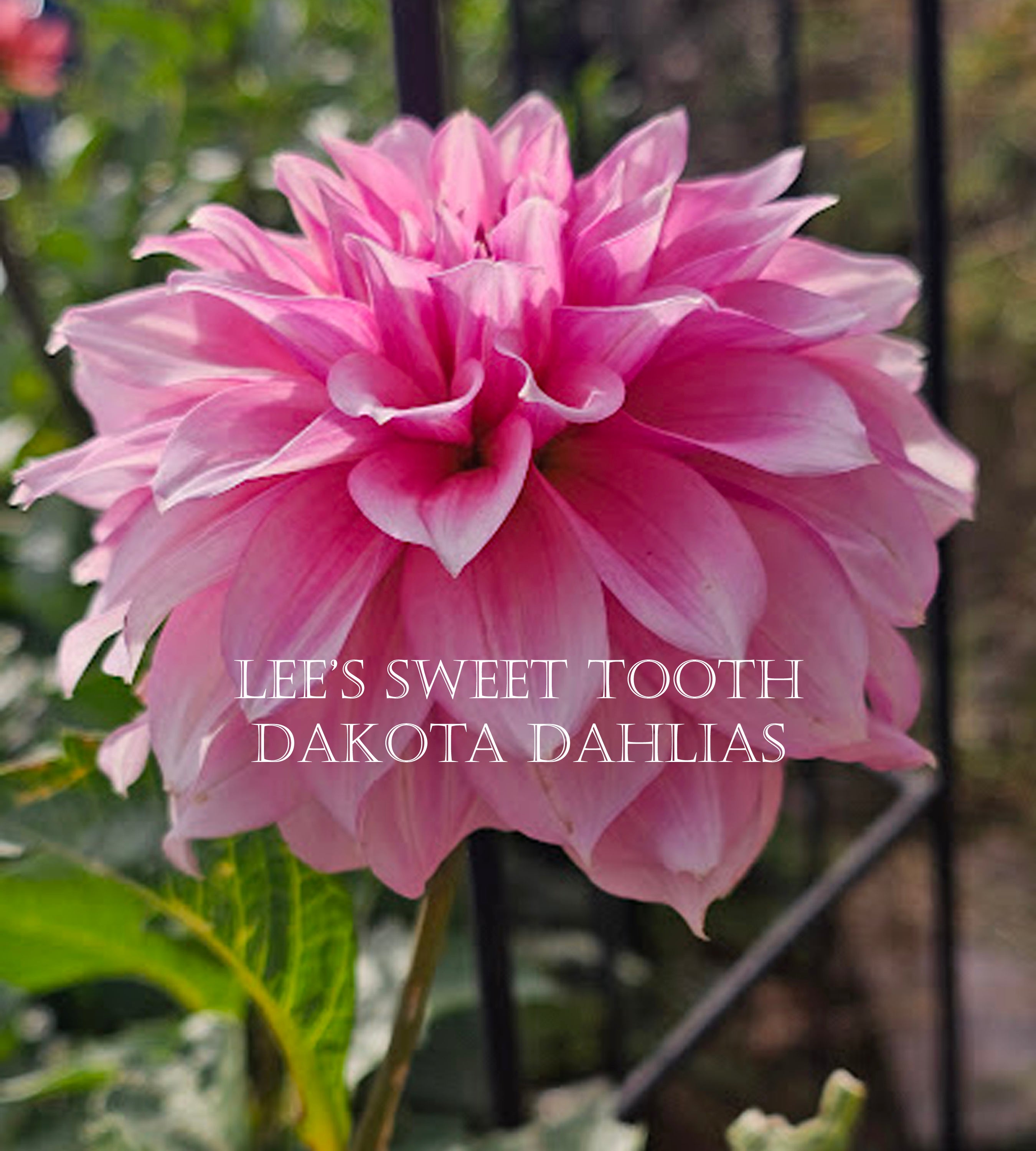 Lee's Sweet Tooth~Growing for tuber sales for 2027~