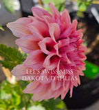 Lee's Swiss Miss~Growing for tuber sales for 2027~