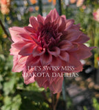 Lee's Swiss Miss~Growing for tuber sales for 2027~