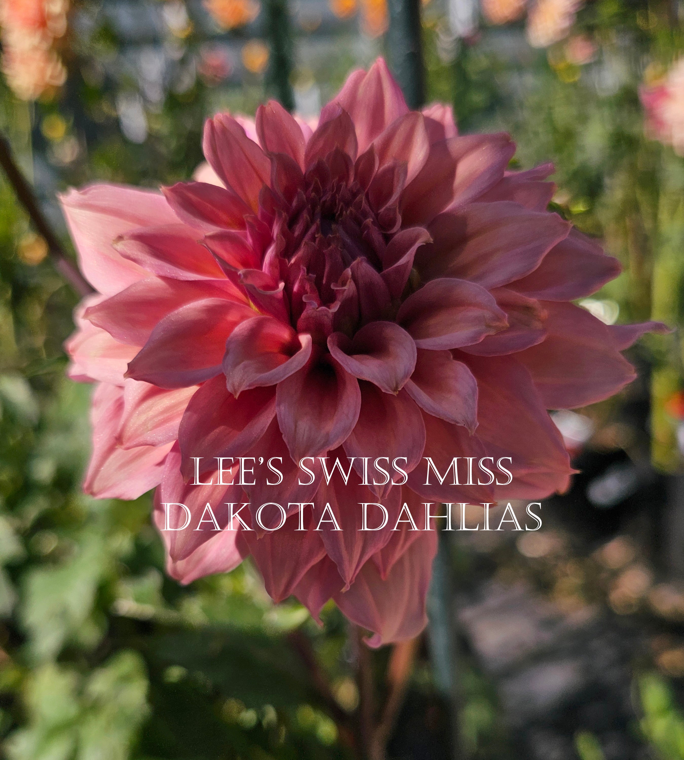 Lee's Swiss Miss~Growing for tuber sales for 2027~