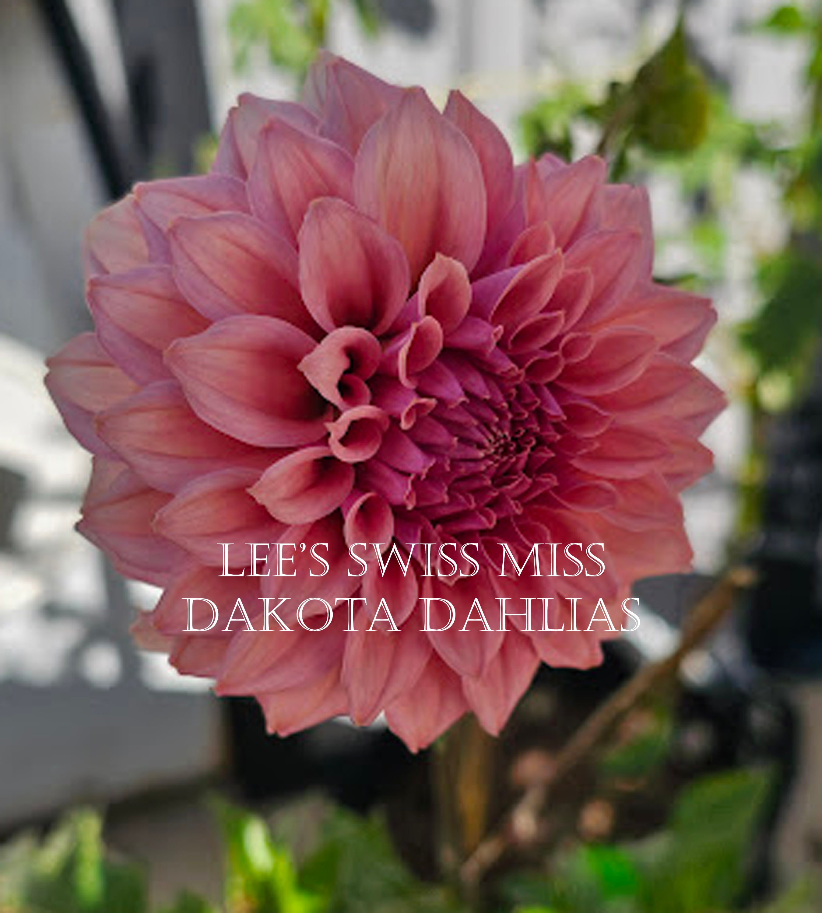 Lee's Swiss Miss~Growing for tuber sales for 2027~