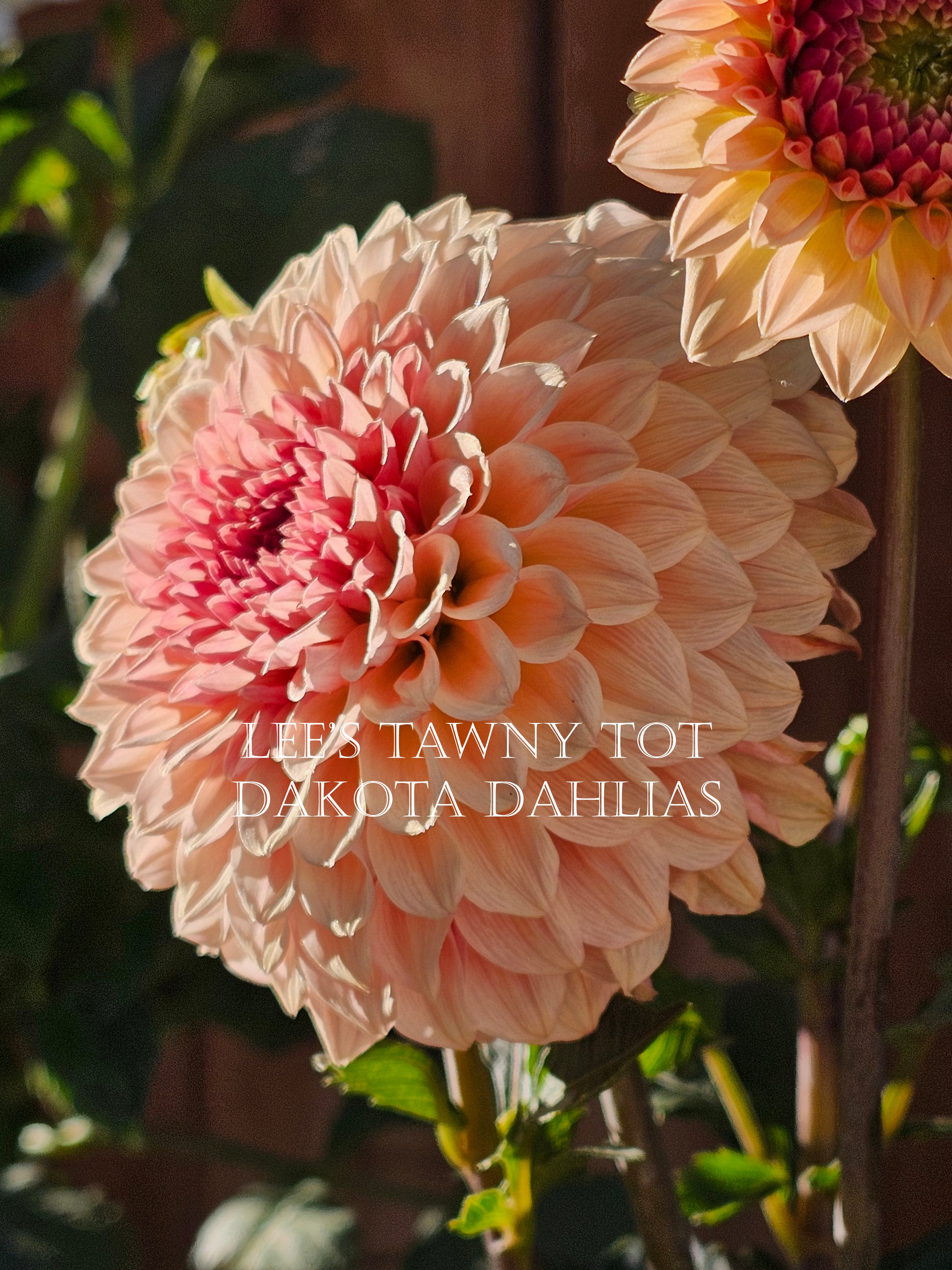 Lee's Tawny Tot~Growing for tuber sales for 2027~