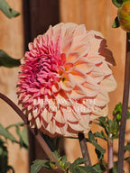 Lee's Tawny Tot~Growing for tuber sales for 2027~