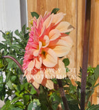 Lee's Tawny Tot~Growing for tuber sales for 2027~