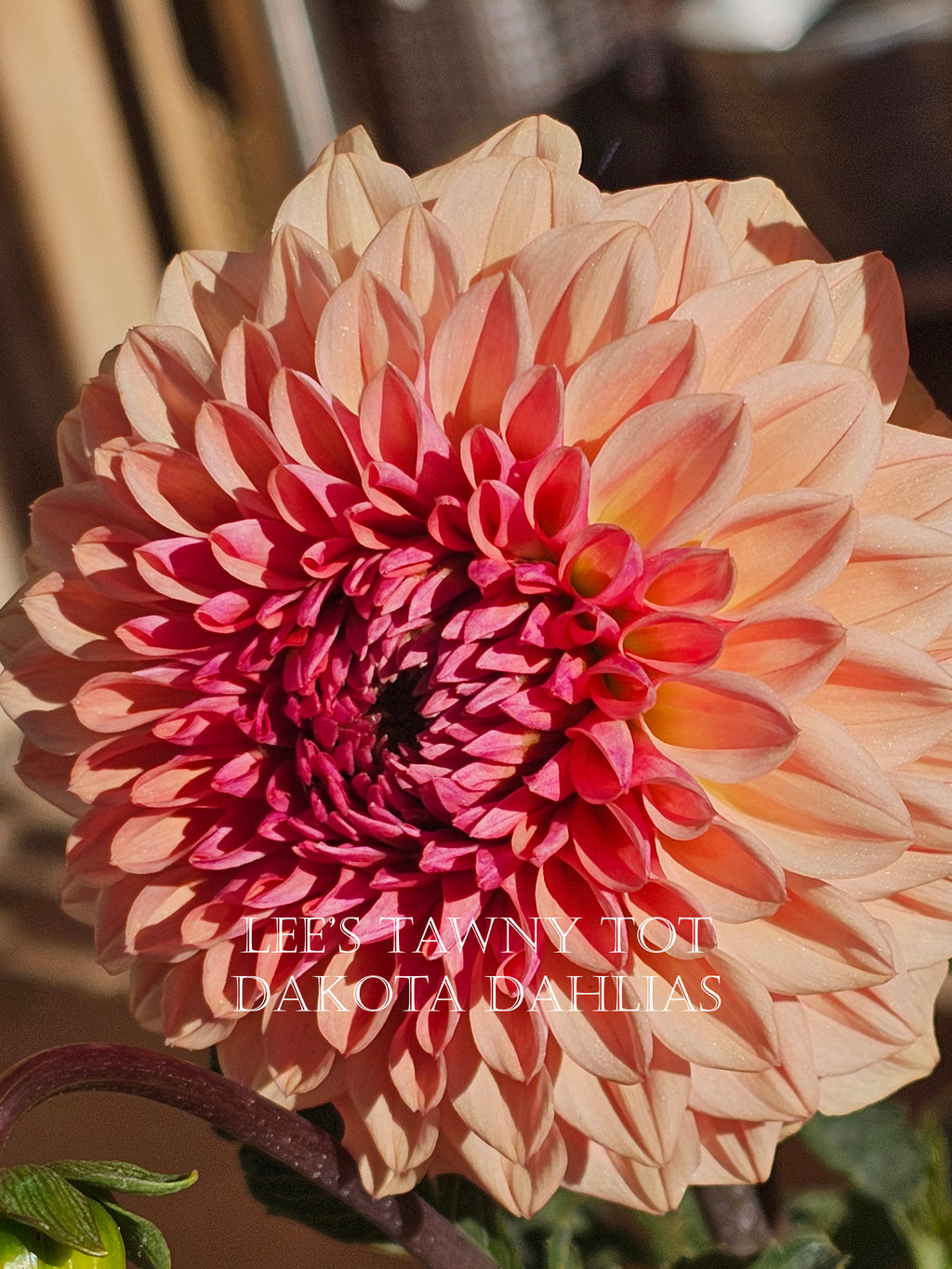 Lee's Tawny Tot~Growing for tuber sales for 2027~