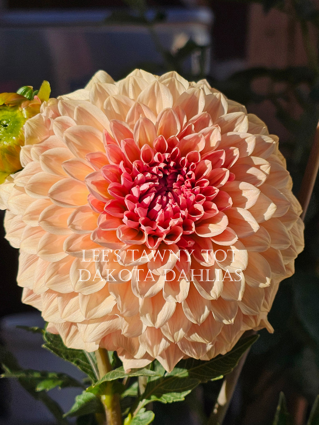 Lee's Tawny Tot~Growing for tuber sales for 2027~