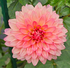 Lee's Zesty Peach