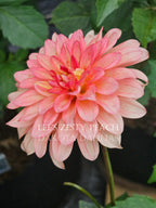Lee's Zesty Peach