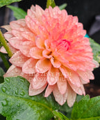 Lee's Zesty Peach
