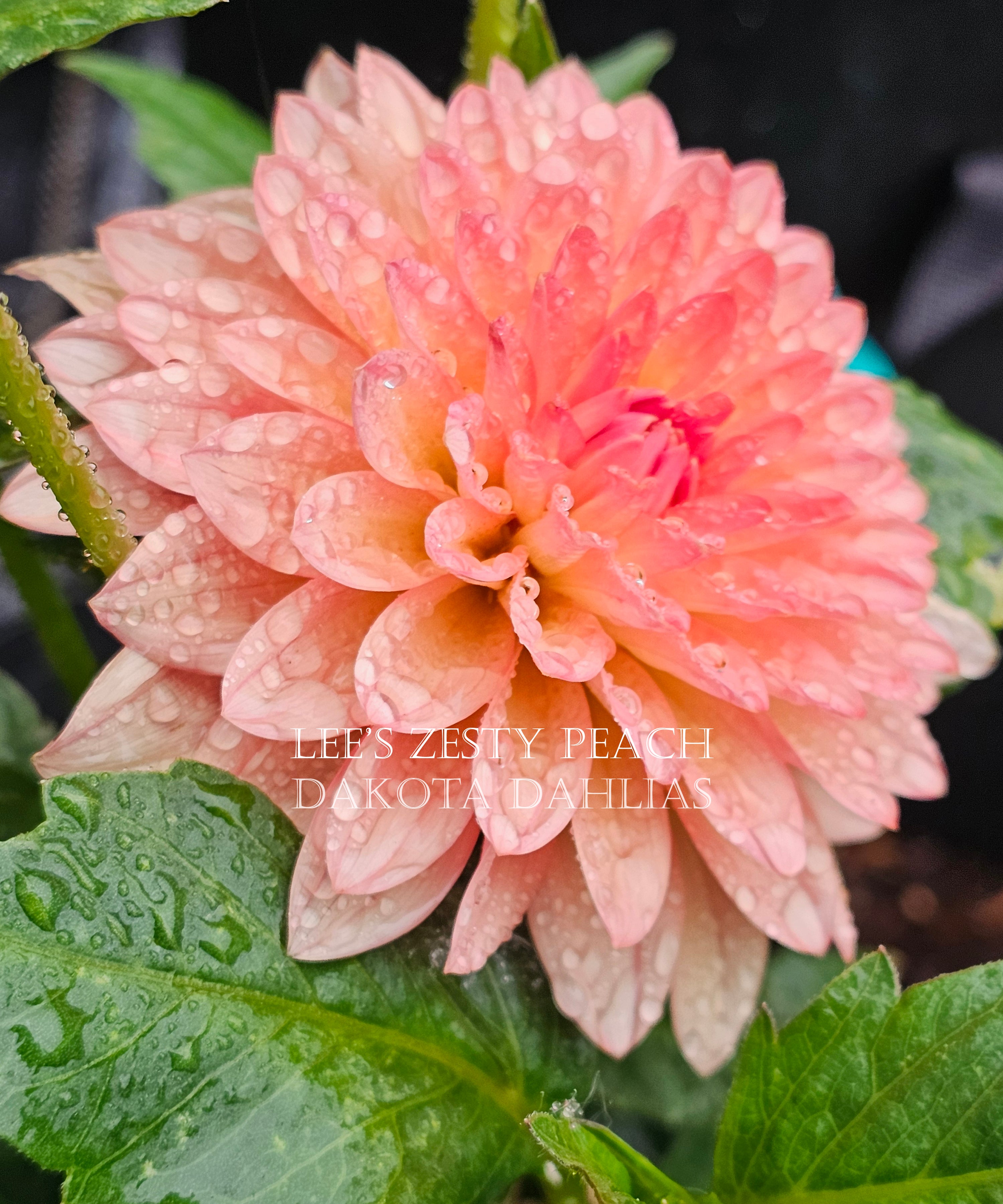 Lee's Zesty Peach