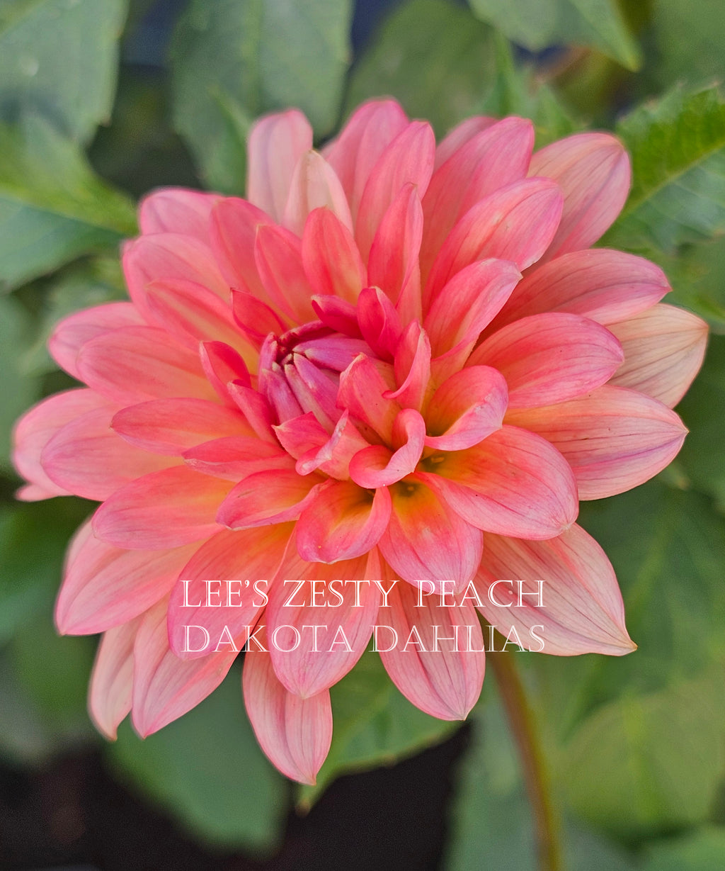 Lee's Zesty Peach