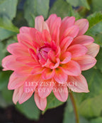 Lee's Zesty Peach