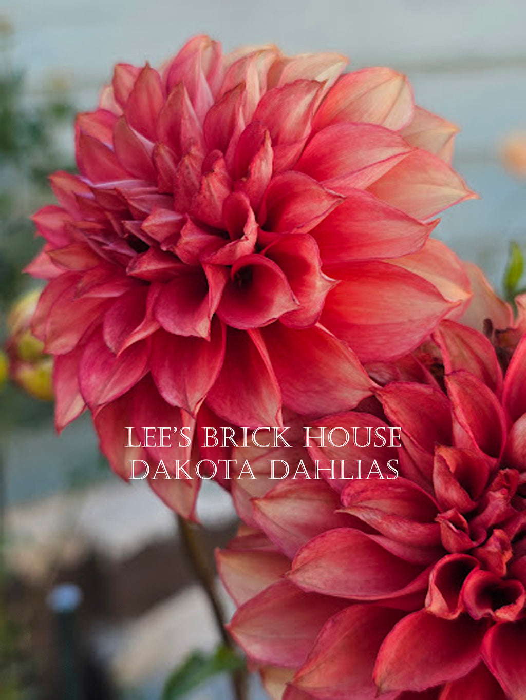 Lee's Brick House