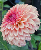 Levi's Blue Smoke~Growing for tuber sales for 2027~