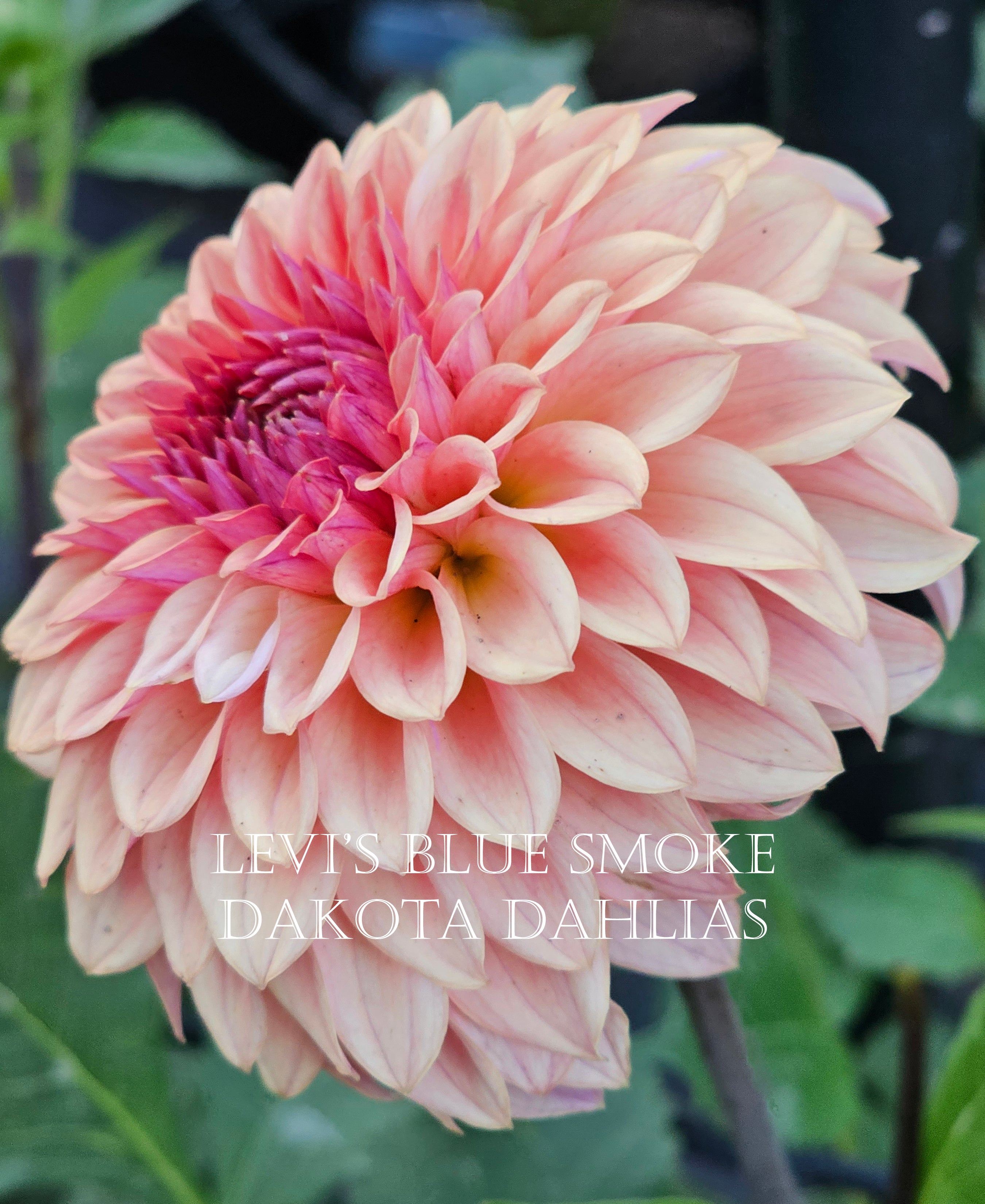 Levi's Blue Smoke~Growing for tuber sales for 2027~