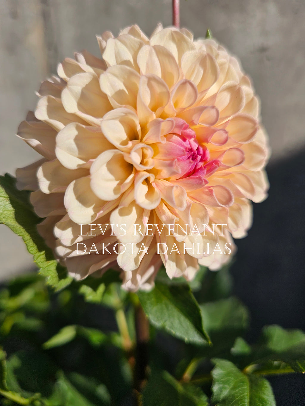 Levi's Revenant~Growing for tuber sales for 2027~