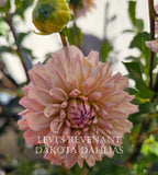 Levi's Revenant~Growing for tuber sales for 2027~