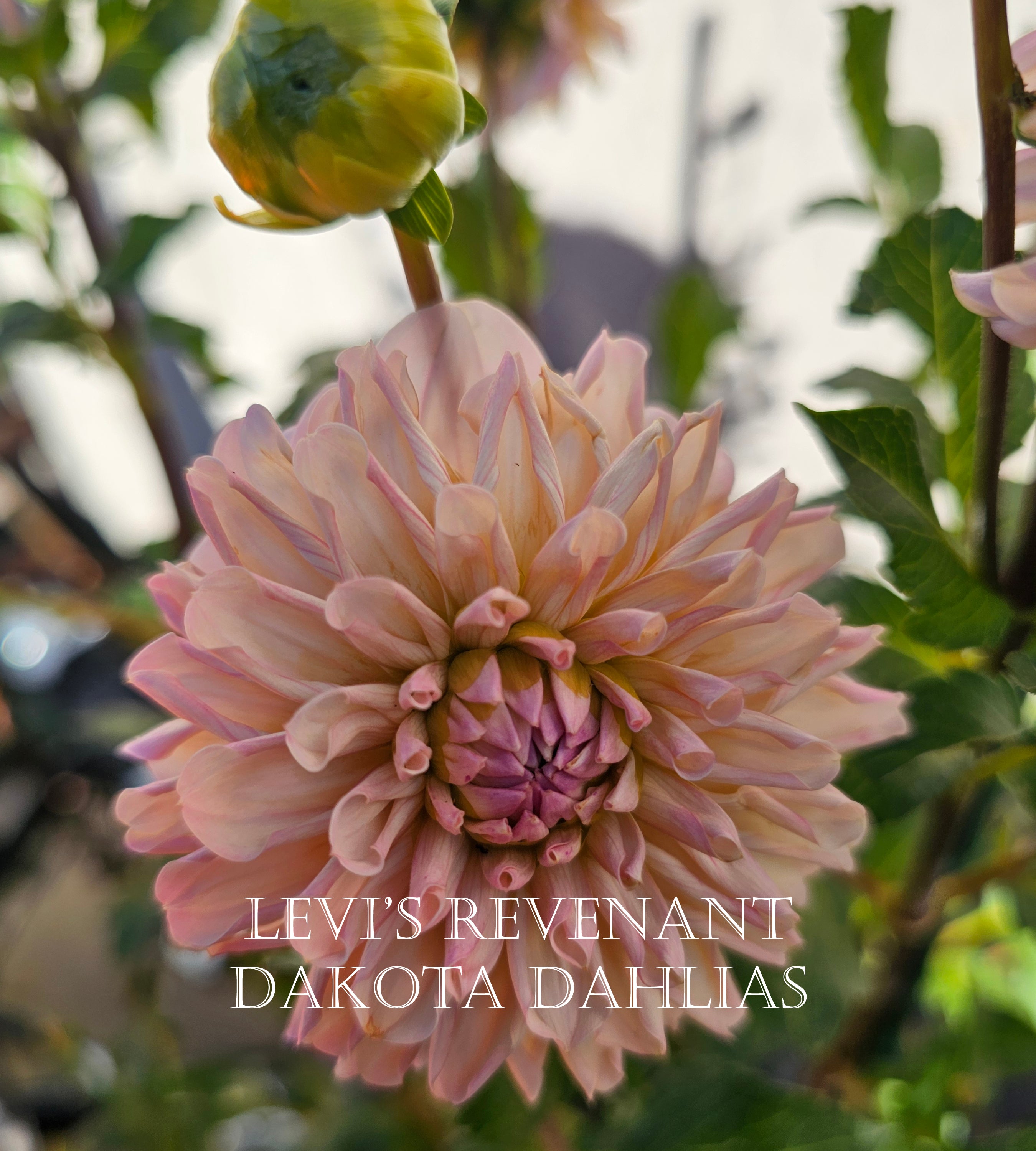 Levi's Revenant~Growing for tuber sales for 2027~