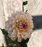 Levi's Revenant~Growing for tuber sales for 2027~