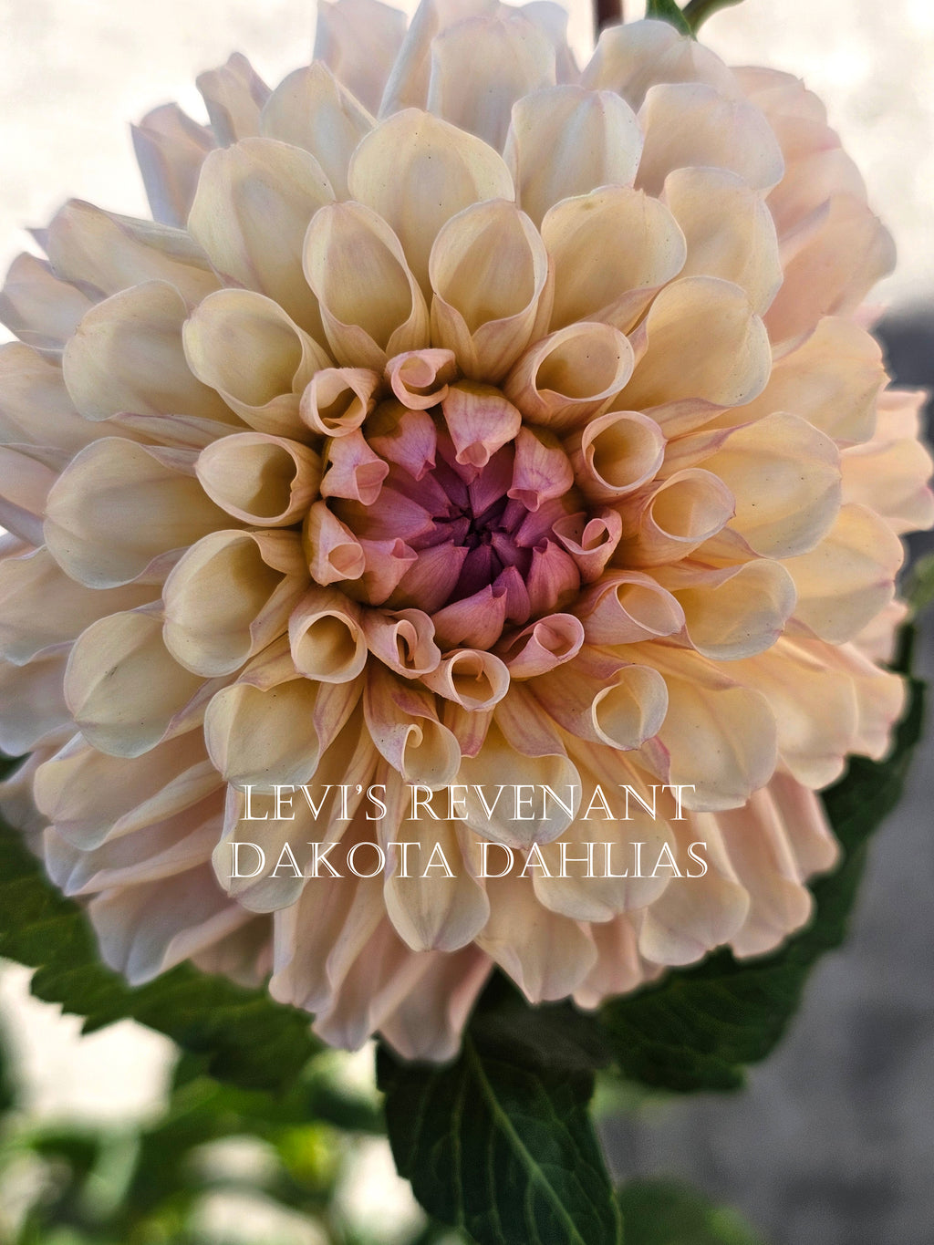 Levi's Revenant~Growing for tuber sales for 2027~