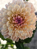 Levi's Revenant~Growing for tuber sales for 2027~