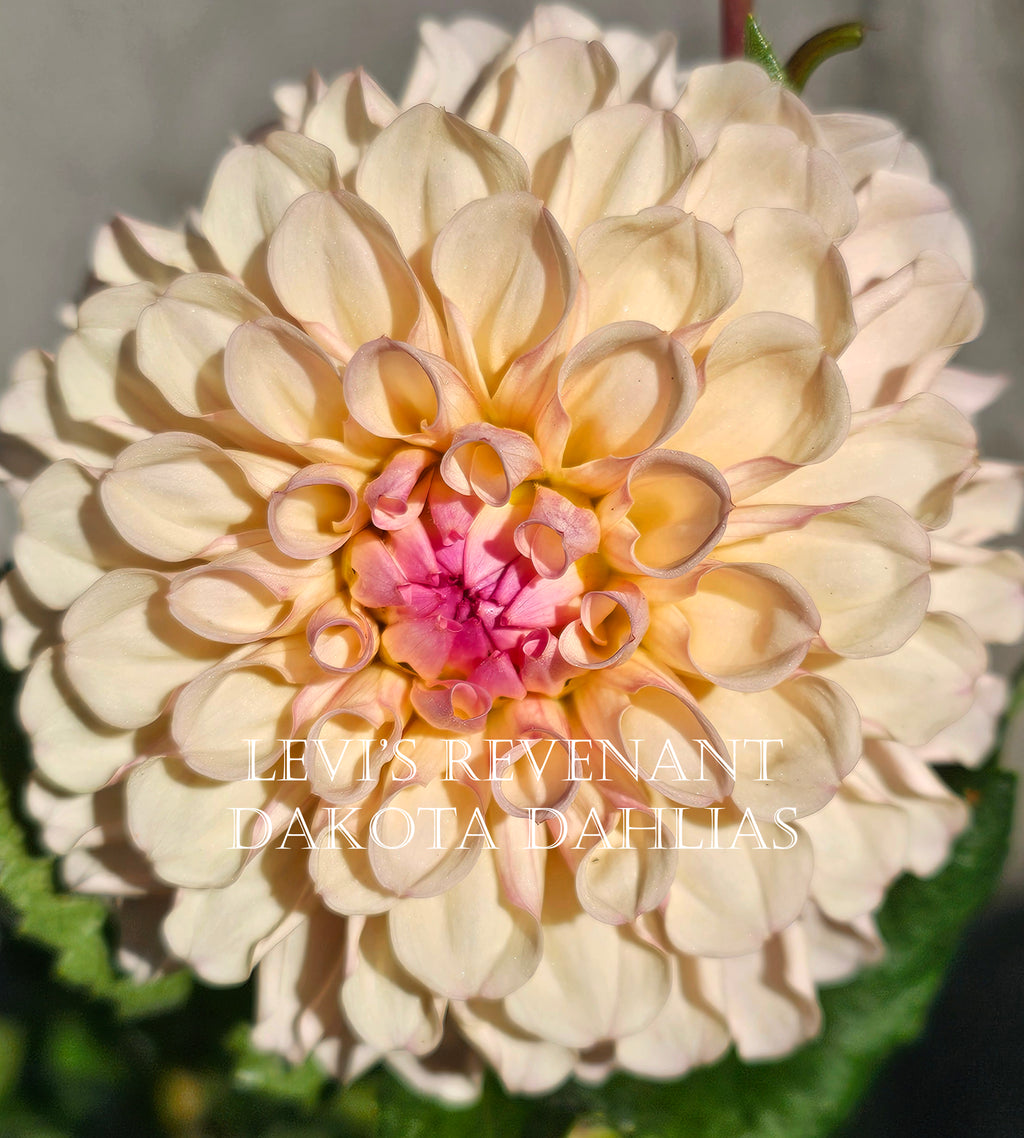 Levi's Revenant~Growing for tuber sales for 2027~