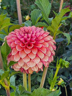 Levi's Blood Moon~Growing for tuber sales for 2027~