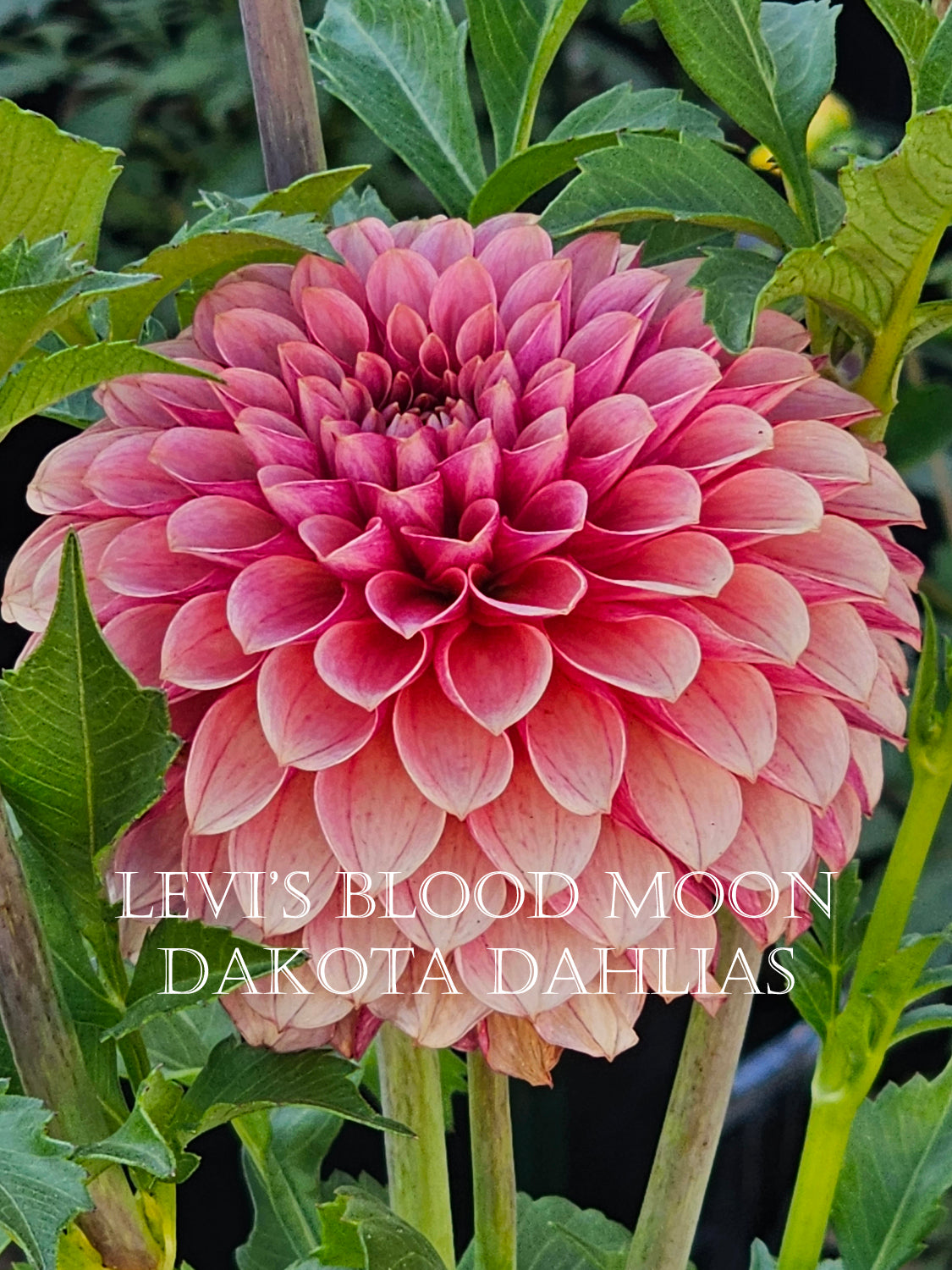 Levi's Blood Moon~Growing for tuber sales for 2027~