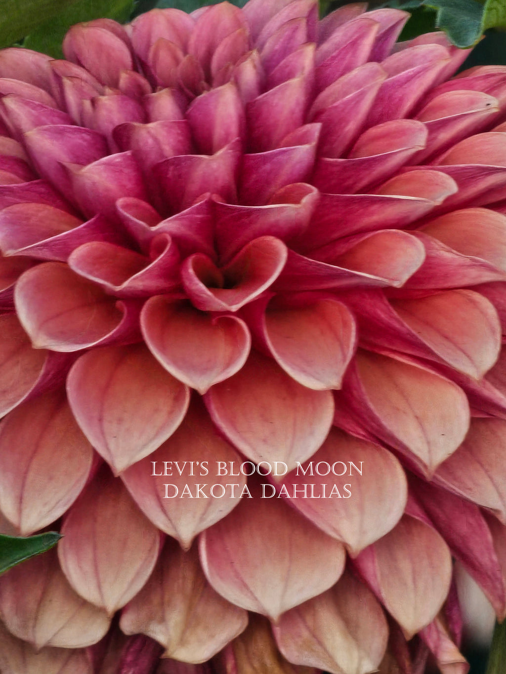 Levi's Blood Moon~Growing for tuber sales for 2027~