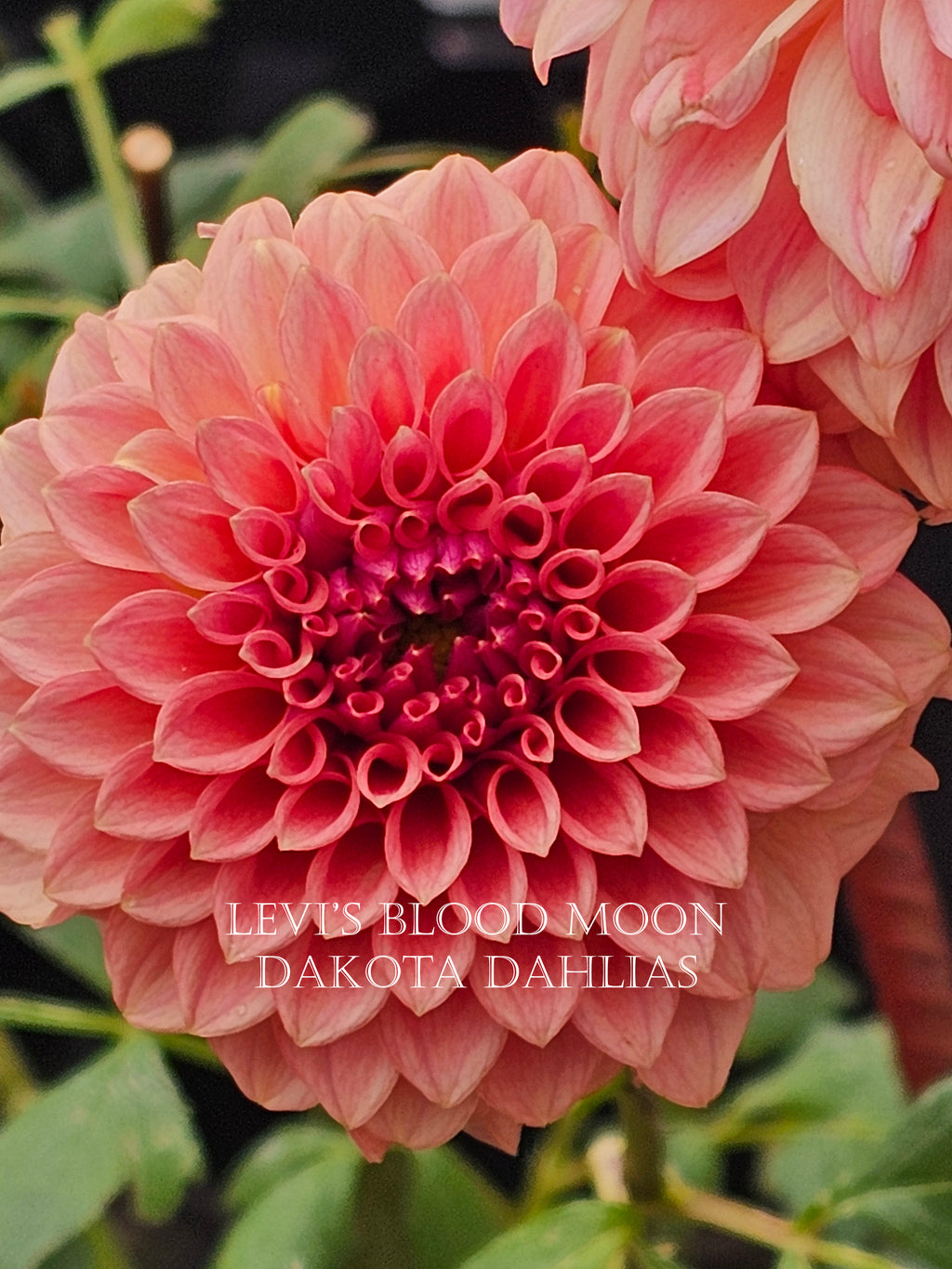 Levi's Blood Moon~Growing for tuber sales for 2027~