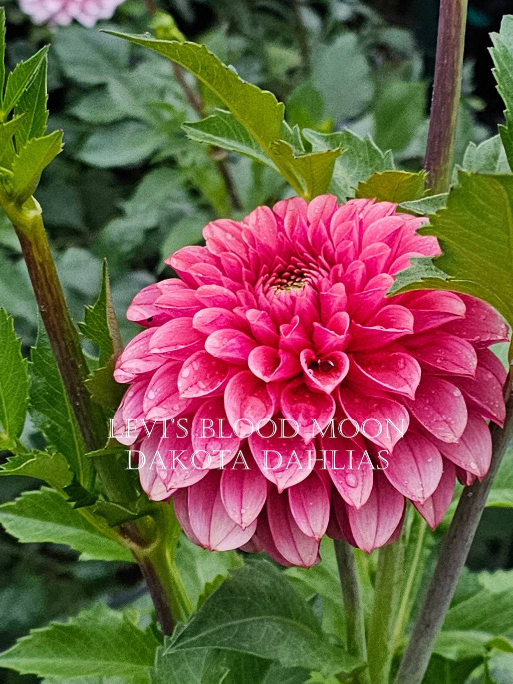 Levi's Blood Moon~Growing for tuber sales for 2027~