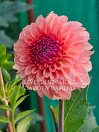 Levi's Blue Smoke~Growing for tuber sales for 2027~