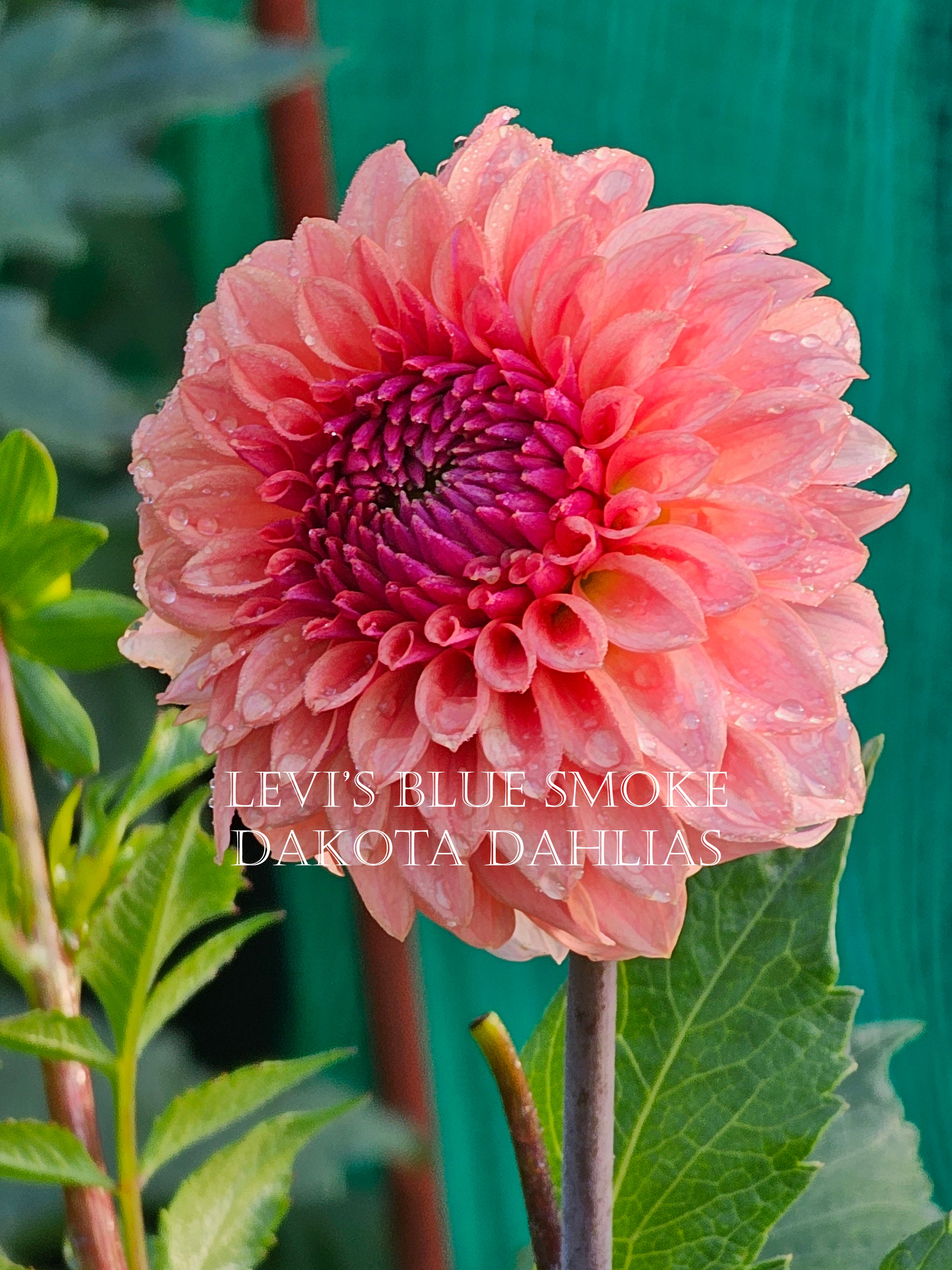 Levi's Blue Smoke~Growing for tuber sales for 2027~