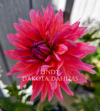 Lindy