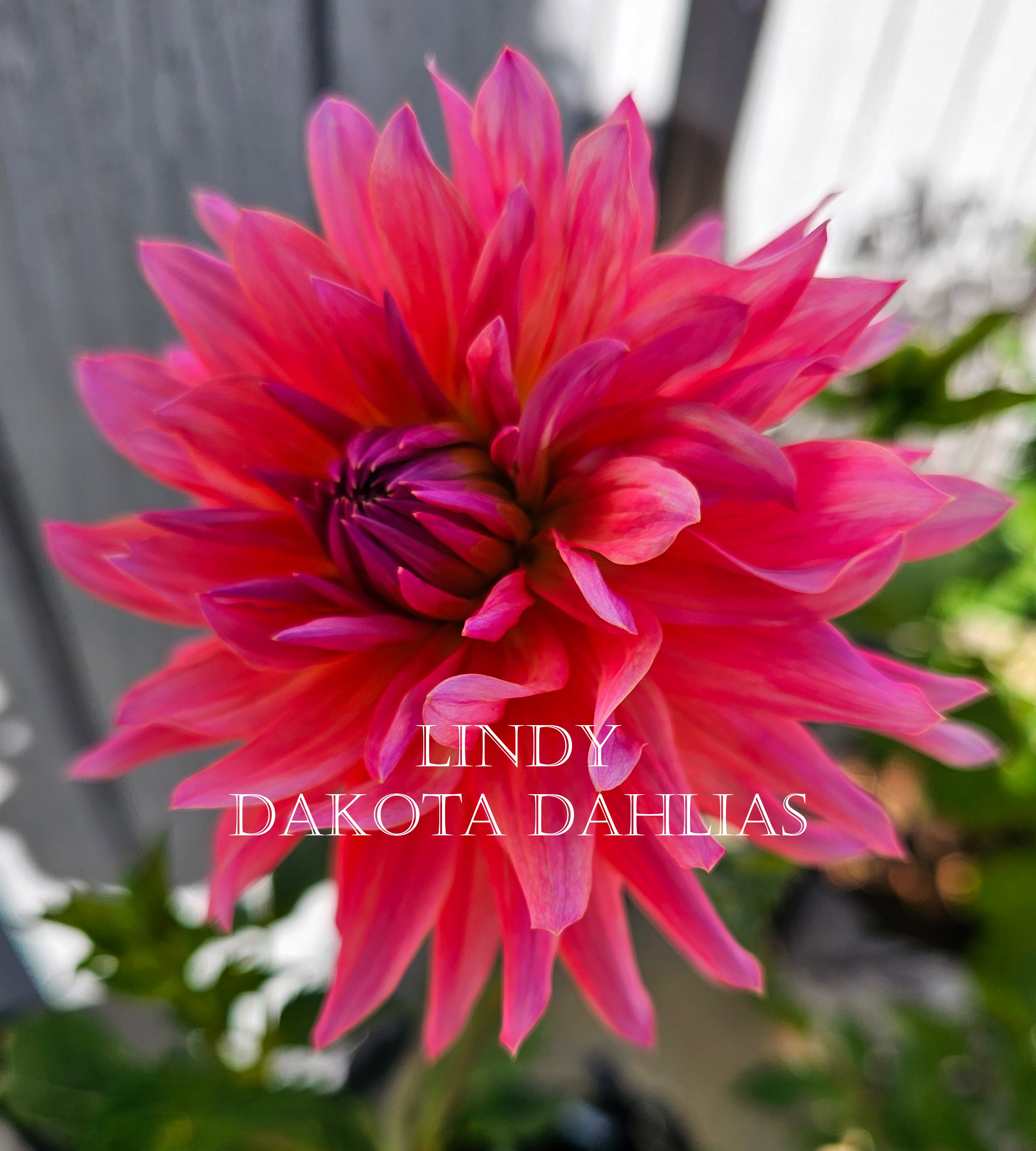 Lindy