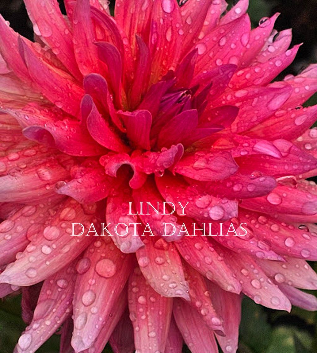 Lindy