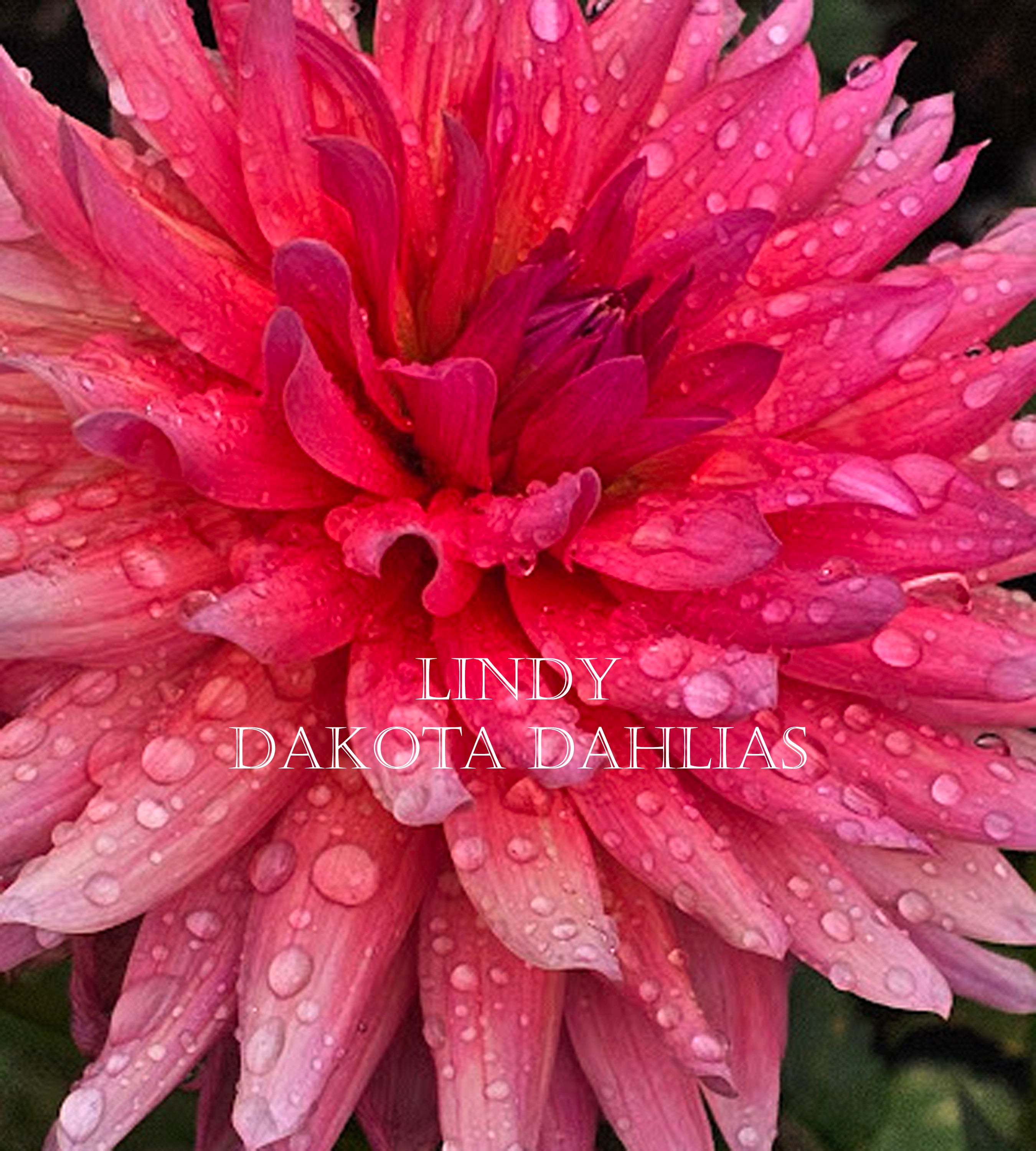 Lindy