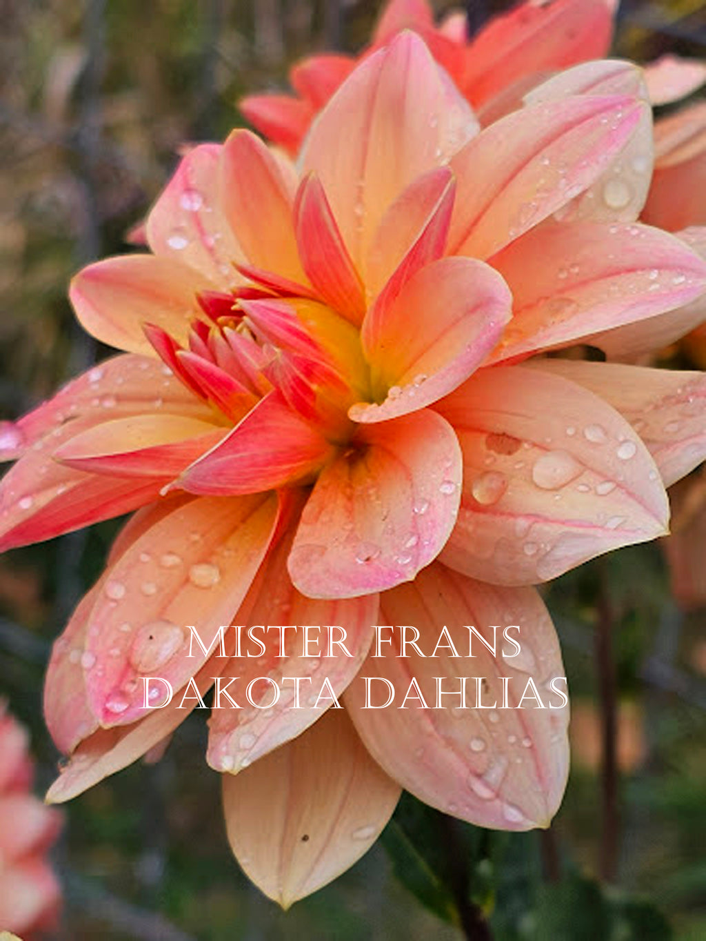 Mister Frans