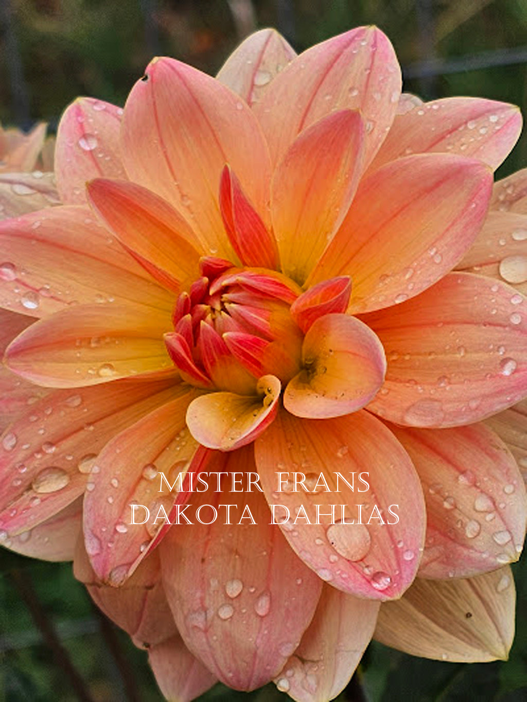 Mister Frans