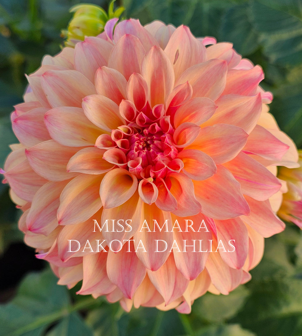 Miss Amara