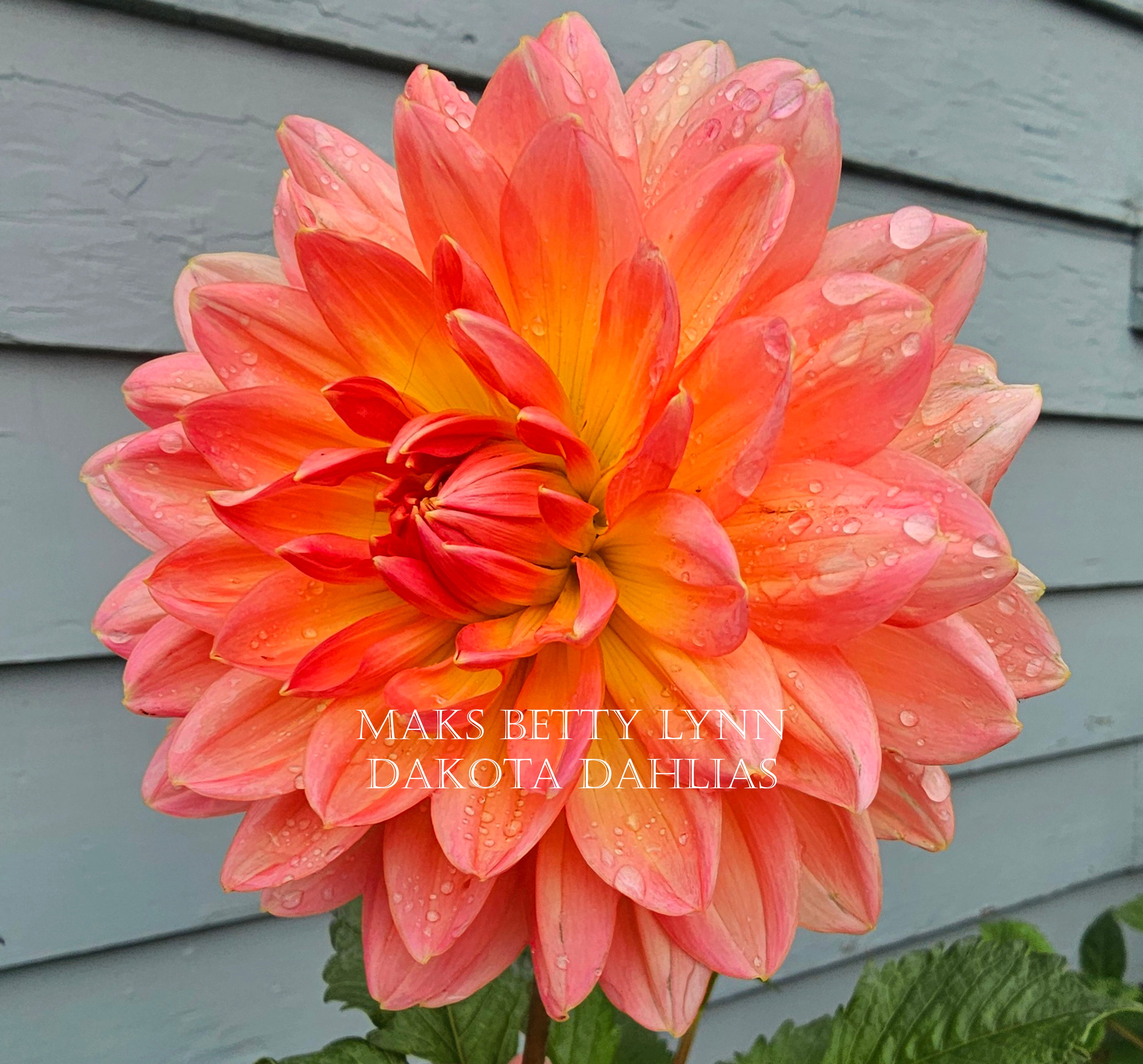 Maks Betty Lynn