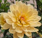 Maks Georgia~Growing for tuber sales for 2027~