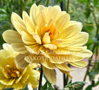 Maks Georgia~Growing for tuber sales for 2027~