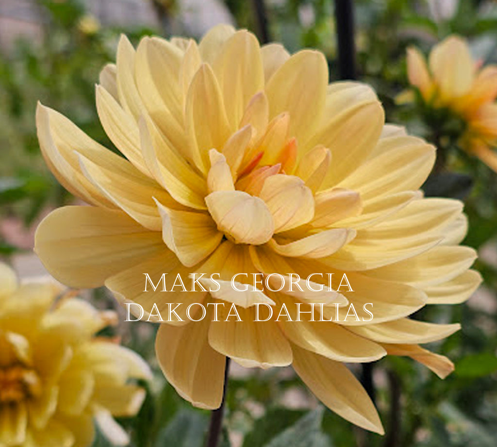 Maks Georgia~Growing for tuber sales for 2027~