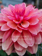 Mary's First